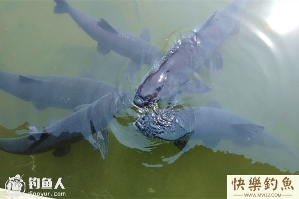 夏天钓青鱼的选位配置及遛鱼技巧(图1)