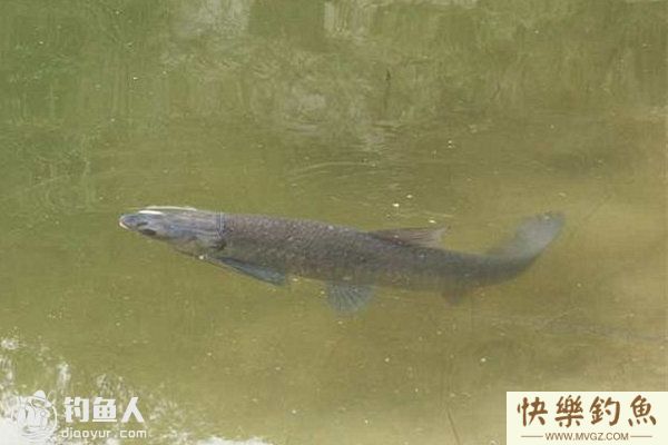 水库夏钓青鱼的选位打窝技巧及钓法(图1)