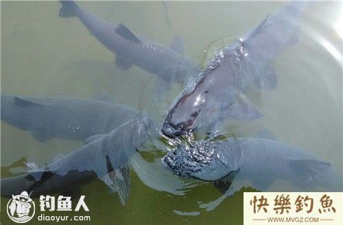 水库钓青鱼的选位打窝技巧及钓法(图1) 水库钓青鱼的选位打窝技巧及钓法(图1)