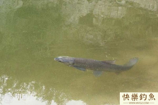 海竿夏钓青鱼的技巧及钓点选择(图1)