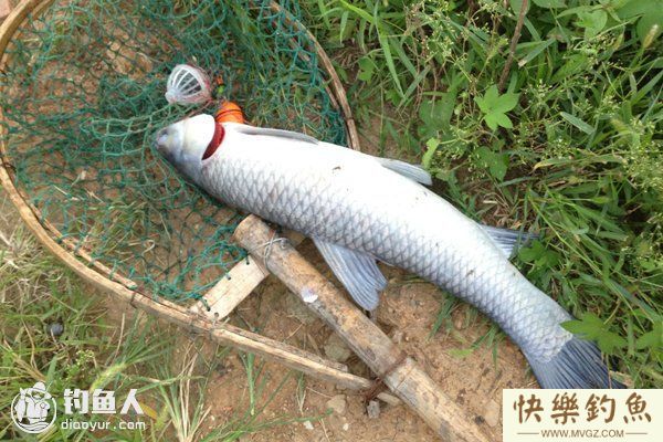 钓青鱼的五个实用经验技巧(图1)