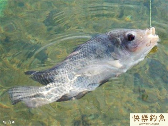 黑坑及竞技钓罗非鱼的三个技巧(图3)