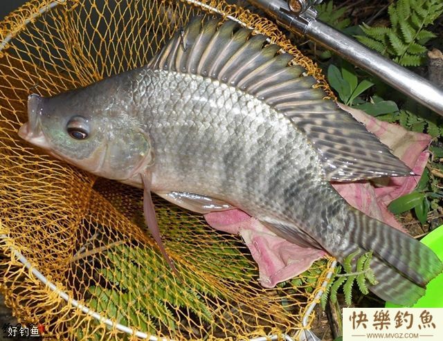 钓罗非的钓法、钓位和饵料选择(图2)