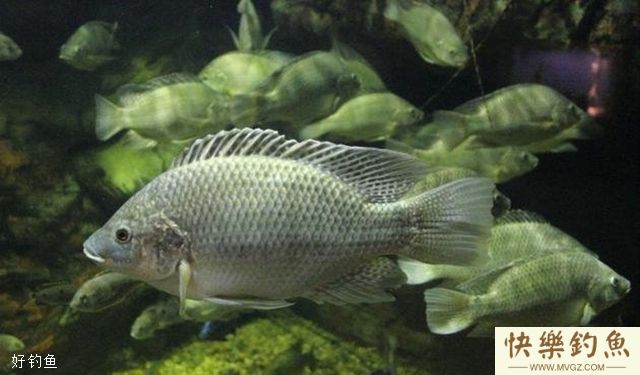 钓罗非的钓法、钓位和饵料选择(图3)