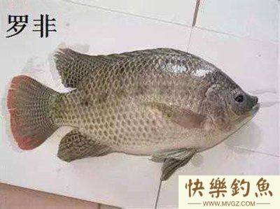 从饵料、钓法、时间3个方面谈谈钓罗非鱼方法(图1) 从饵料、钓法、时间3个方面谈谈钓罗非鱼方法(图1)