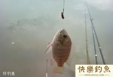 从饵料、钓法、时间3个方面谈谈钓罗非鱼方法(图2) 从饵料、钓法、时间3个方面谈谈钓罗非鱼方法(图2)
