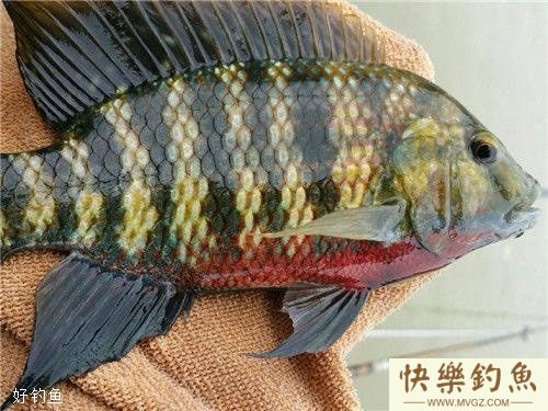 钓罗非鱼的线组搭配技巧，降低断子线(图2)