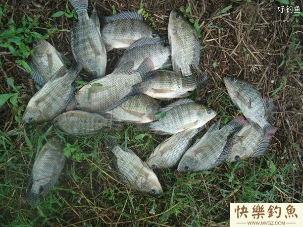 抛竿串钩钓罗非的钓饵钓点选择及钓法(图3)