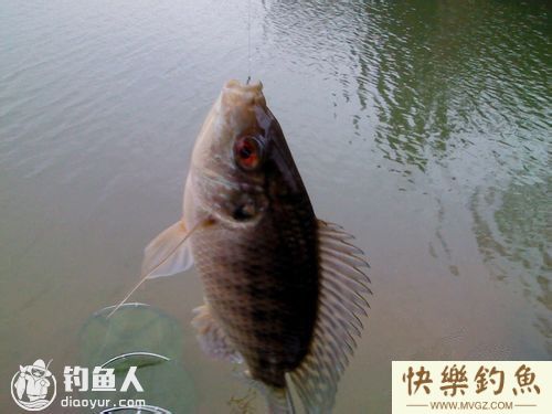 老钓友四季钓罗非鱼经验总结(图1) 老钓友四季钓罗非鱼经验总结(图1)