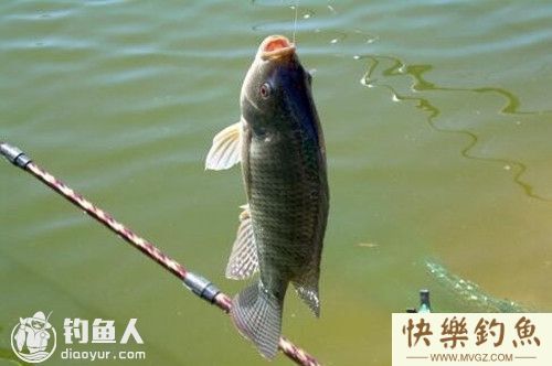 初秋钓罗非鱼的钓具饵料搭配细节(图1)