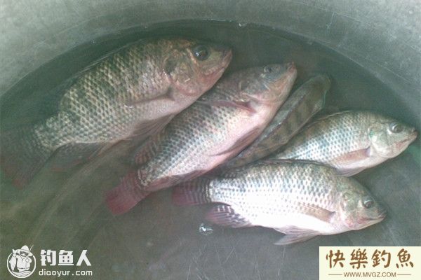 罗非鱼的钓法及钓位选择(图1)