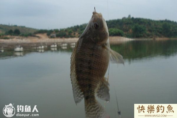 夏末钓罗非鱼的用饵选位技巧及钓法(图1)