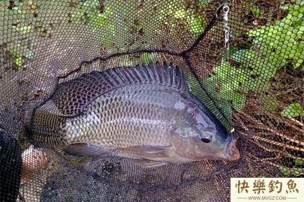 高手分享夏钓鲮鳊罗非鱼的用饵经验(图1)