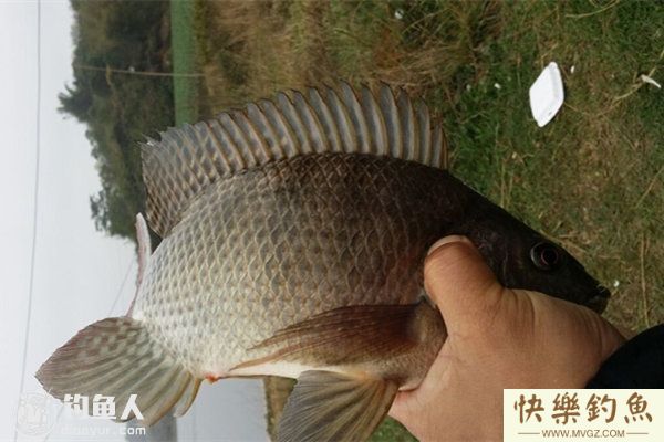 夏钓罗非鱼的钓具配置及选位用饵技巧(图1)
