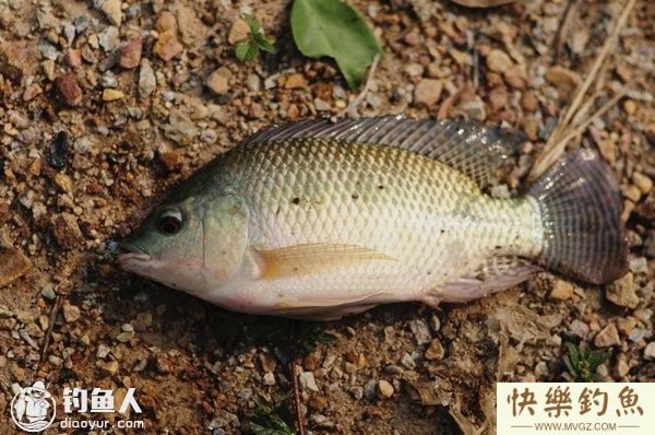夏钓罗非的选位用饵技巧及钓具配置(图1)