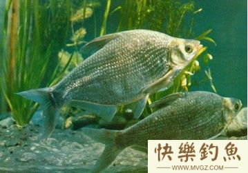 鲂鱼(武昌鱼、团头鲂、鳊鱼)垂钓技巧和方法分析(图1)