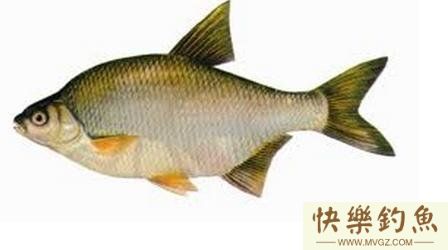 详细了解如何钓好鳊鱼的技巧详解(图1) 详细了解如何钓好鳊鱼的技巧详解(图1)