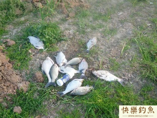 钓鱼达人解析钓鳊鱼技巧附饵料窝料配方(图4)