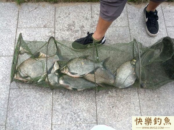 钓鱼达人解析钓鳊鱼技巧附饵料窝料配方(图5)