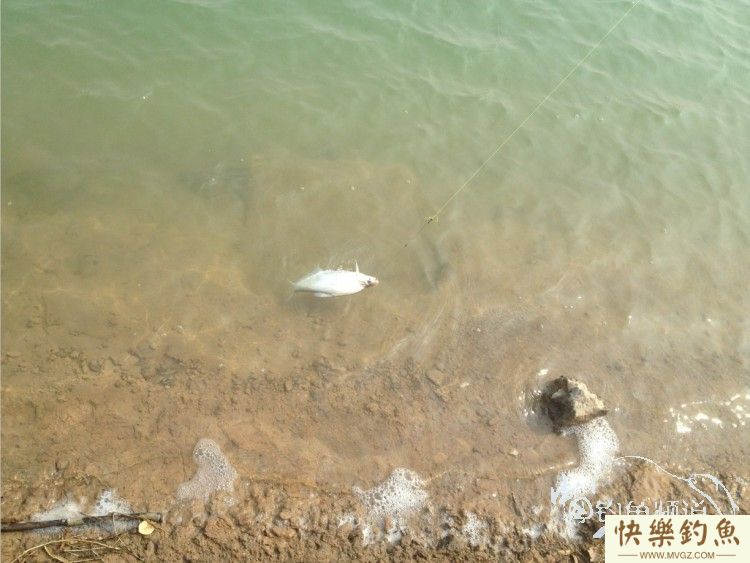 早春闲钓 擒获江鳊入护[钓鱼晒黑](图4)