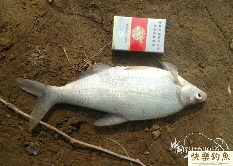 早春闲钓 擒获江鳊入护[钓鱼晒黑](图5)