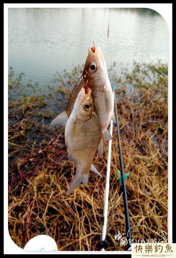 拆迁塘探钓渔获大丰-大鳊鱼大鲤鱼(图13)