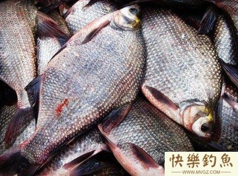 钓鳊鱼的小技巧推荐(图1) 钓鳊鱼的小技巧推荐(图1)