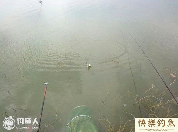 初探三春时节钓鳊鱼技法(图3)