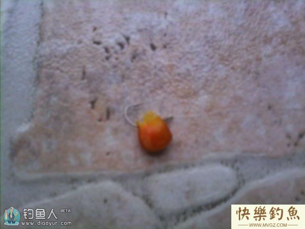 浅谈弹簧杆玉米粒钓草、鲤、鳊鱼的体会(图8)