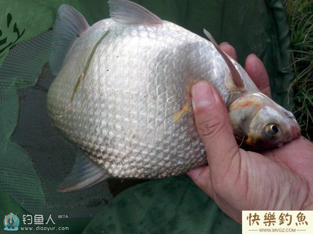 三种野钓鳊鱼的钓鱼方法和技巧(图1)