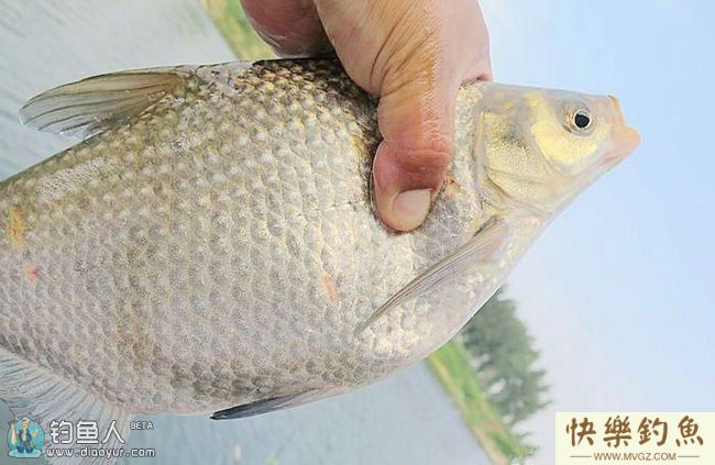 秋钓鳊鱼的线组搭配与钓技钓法(图1) 秋钓鳊鱼的线组搭配与钓技钓法(图1)