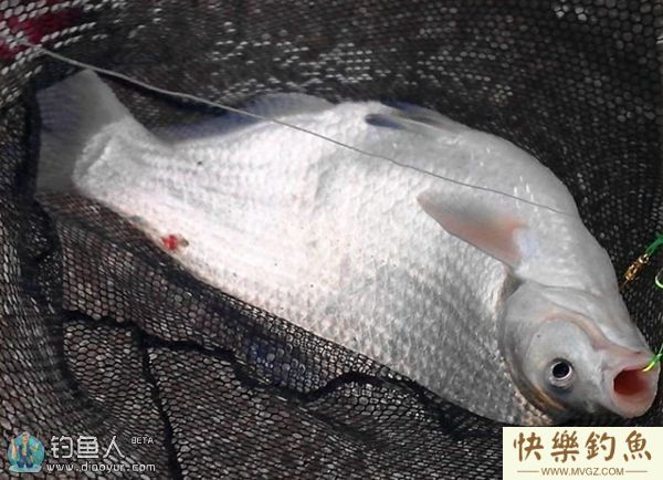 秋季钓鳊鱼的选位以及饵料搭配技巧(图1)