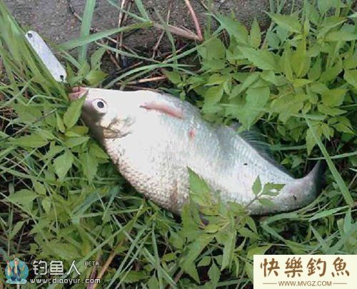 爆米花钓鳊鱼攻略-附图无钩调漂法(图1)