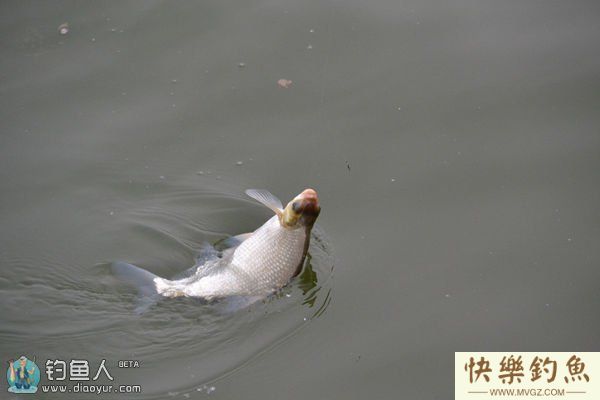 夏季水库钓鳊鱼的技巧(图1) 夏季水库钓鳊鱼的技巧(图1)