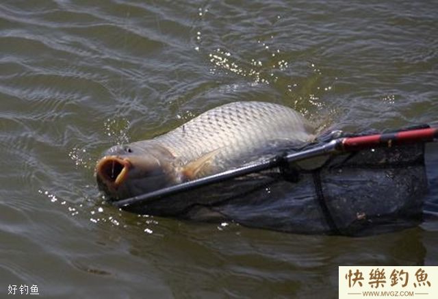 初秋夜间垂钓鲶鱼的饵料经验(图2)