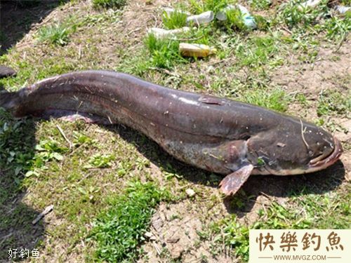手竿钓鲶鱼与排钓鲶鱼的技巧分享(图1) 手竿钓鲶鱼与排钓鲶鱼的技巧分享(图1)