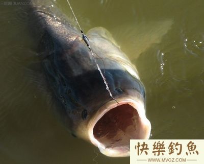 不同对象鱼上钩时的浮漂呈现状态(图1) 不同对象鱼上钩时的浮漂呈现状态(图1)
