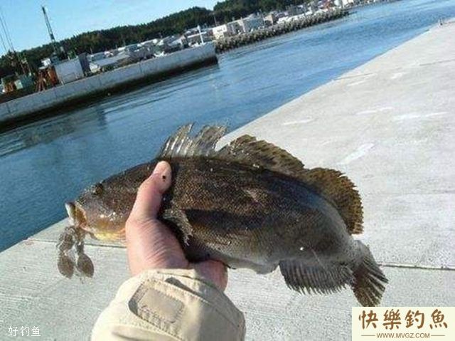 夏季阵雨过后是钓鲇鱼的好时候(图3)