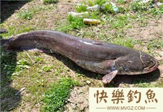 夏钓钓鲶鱼应该用什么饵料与垂钓时机的掌握(图3) 夏钓钓鲶鱼应该用什么饵料与垂钓时机的掌握(图3)