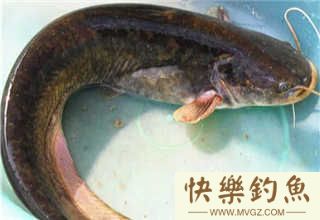 夏钓钓鲶鱼应该用什么饵料与垂钓时机的掌握(图2) 夏钓钓鲶鱼应该用什么饵料与垂钓时机的掌握(图2)