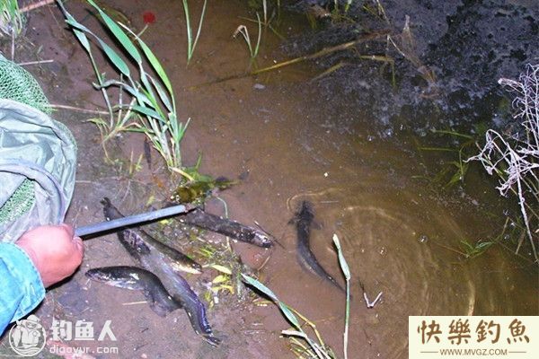 秋季钓鲶鱼的用饵技巧及钓法(图1) 秋季钓鲶鱼的用饵技巧及钓法(图1)