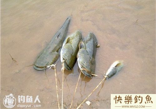 秋季钓鲶鱼的选时选饵选位技巧(图1) 秋季钓鲶鱼的选时选饵选位技巧(图1)