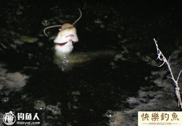 初秋夜钓鲶鱼的选位用饵打窝技巧(图1)