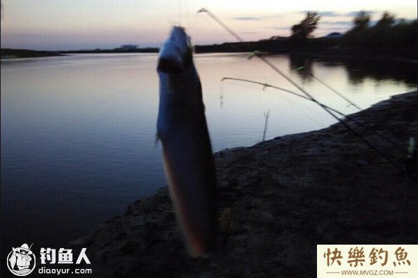 初秋夜钓鲶鱼的选位用饵技巧及钓法(图1) 初秋夜钓鲶鱼的选位用饵技巧及钓法(图1)