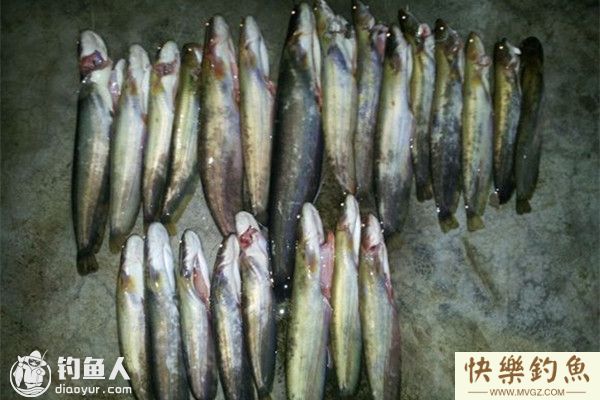 秋季钓鲶鱼和黄颡鱼的用饵技巧(图1) 秋季钓鲶鱼和黄颡鱼的用饵技巧(图1)