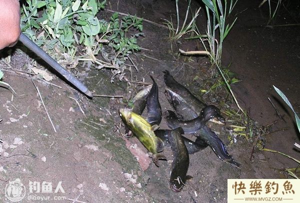 初秋夜钓鲶鱼的用饵选择及装钩技巧(图1)