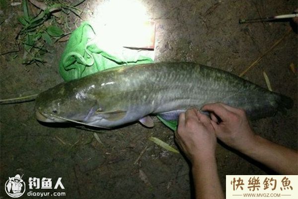 盛夏夜钓鲶鱼的饵料选择和装钩技巧(图1)