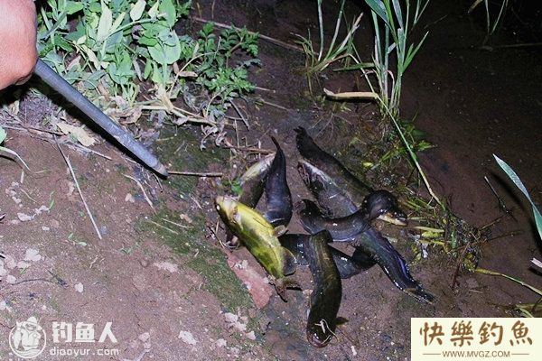 野钓鲶鱼的钓具配置技巧和垂钓要点(图1) 野钓鲶鱼的钓具配置技巧和垂钓要点(图1)