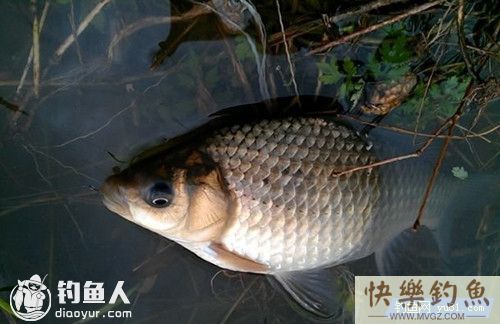 钓鱼高手的野钓鲫鱼经验总结(图1)