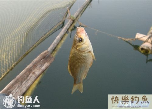 钓鱼高手的野钓鲫鱼经验总结(图2)